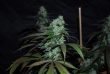 sour-leda-karma-genetics