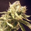 Easy Rider Female Cannabis Seeds By Ceres Seeds