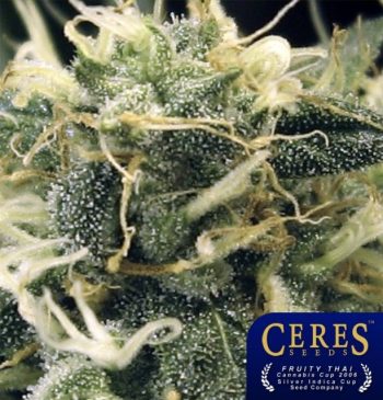 Fruity Thai Cannabis Seeds By Ceres Seeds