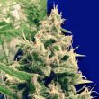 Holland's Hope Female Cannabis Seeds By Ceres Seeds