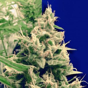Holland's Hope Female Cannabis Seeds By Ceres Seeds