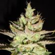 Northern Lights x Skunk #1 Female Marijuana Seeds By Ceres Seeds
