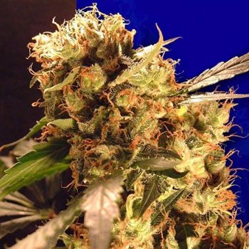 Orange Bud Female Cannabis Fully Feminized Seeds By Ceres Seeds