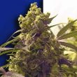 Purple Female Cannabis Fully Feminized Seeds By Ceres Seeds