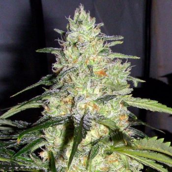 Skunk Female Cannabis Seeds By Ceres Seeds