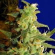Skunk Haze Female Cannabis Seeds By Ceres Seeds