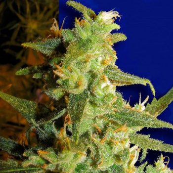 Skunk Haze Female Cannabis Seeds By Ceres Seeds