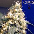 ceres-skunk