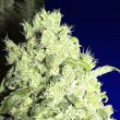 ceres-white-indica