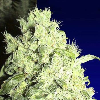 White Indica Female Cannabis Seeds By Ceres Seeds