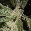 White Panther Female Cannabis Seeds By Ceres Seeds