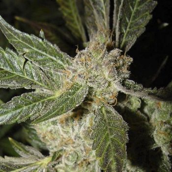 White Panther Female Cannabis Seeds By Ceres Seeds
