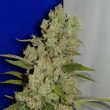 ceres-white-widow