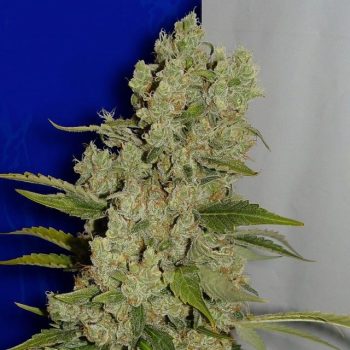 White Widow Female Cannabis Seeds Fully Feminized Seeds By Ceres Seeds