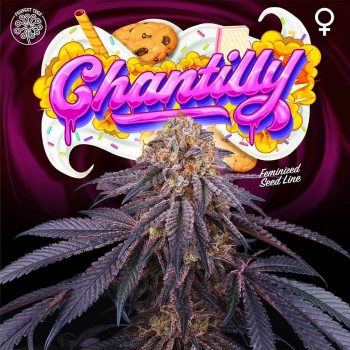 Chantilly Female Weed Seeds by Perfect Tree