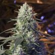 chaos-kush