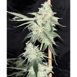 cheddar-zi-ltd-karma-genetics-cannabis-seeds