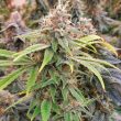 chem-t-haze-seed-oni-seed