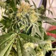 chem-tini-cannabis-seeds-karma-genetics
