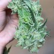 chem-tini-cannabis-seeds-karma-genetics