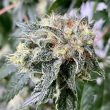 chem-tini-cannabis-seeds-karma-genetics