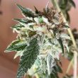 chem-tini-cannabis-seeds-karma-genetics