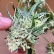 chem-tini-cannabis-seeds-karma-genetics