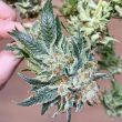 chem-tini-cannabis-seeds-karma-genetics