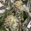 chem-tini-cannabis-seeds-karma-genetics