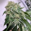 chem-tini-cannabis-seeds-karma-genetics