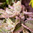 cherry-kush-cake-cannabis-seed-holy-smoke-seeds