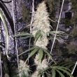 chocolate-thainapple-cannabis-seeds-true-canna-genetics