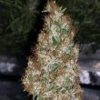 chocolate-thainapple-cannabis-seeds-true-canna-genetics