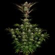chocolate-wafflez-cannabis-seeds-paradise-seeds