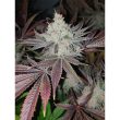 Chuntz Feminized Cannabis Seeds by Original Big Buddha Family Farms