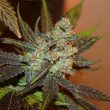citrus-valley-2