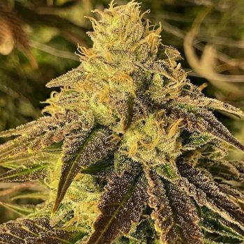 Coco Nibbles Regular Cannabis Seeds by Rare Dankness
