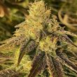 coco-nibbles-regular-cannabis-seeds-rare-dankness_1