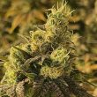 coco-nibbles-regular-cannabis-seed-rare-dankness