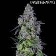 Auraz Feminized Cannabis Seeds by Compound Genetics