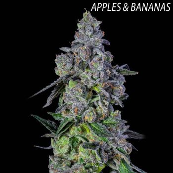 Auraz Feminized Cannabis Seeds by Compound Genetics