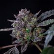 Banana Cream Pop Feminized Cannabis Seeds by Compound Genetics