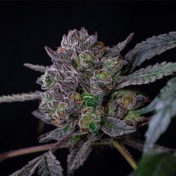 Banana Cream Pop Feminized Cannabis Seeds by Compound Genetics