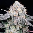 compound-genetics-permafunk