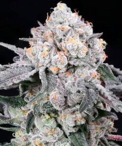 compound genetics high society seeds