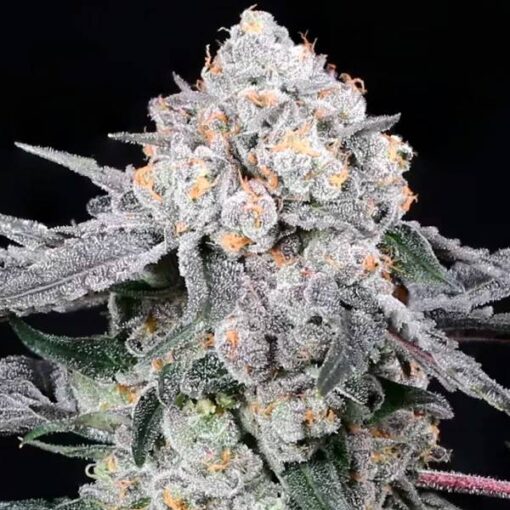 compound genetics high society seeds