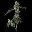 honeycomb-pave-compound-genetics-honeycomb-pave-feminized-seeds-compound-genetics