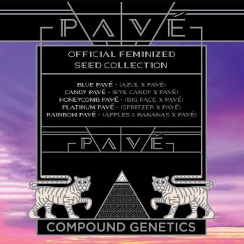 Platinum Pavé Feminized Cannabis Seeds by Compound Genetics