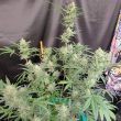 compton-qoolaid-night-owl-autoflowering-seeds