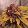 conscious-genetics-bloody-oranges-cannabis-flower